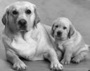 dog-picture-in-grayscale-11-1-07.jpg
